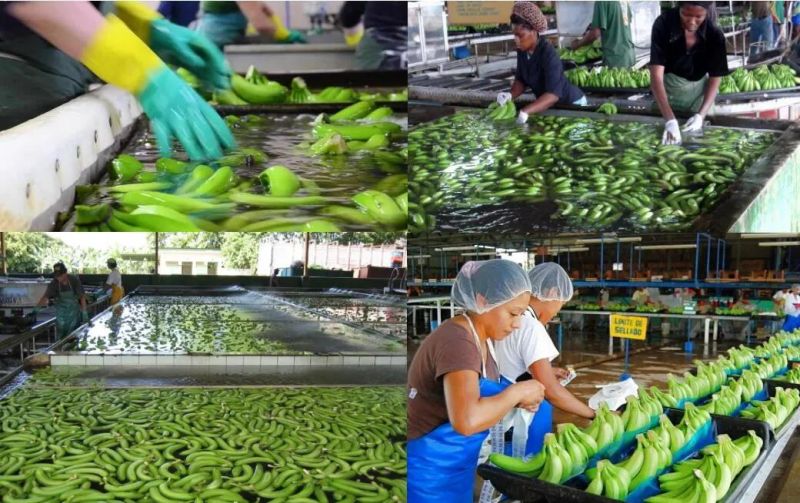 Vegetable and Fruit Bubble Washing and Cleaning Machine