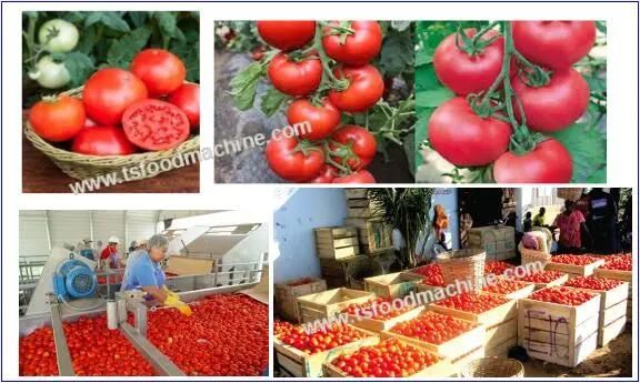 Fruit Vegetable Drying Machine Dryer and Tomato Drying Machine