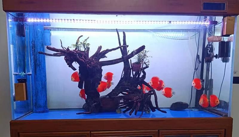 LED Aquarium Light Under Water Submersible Crystal Glass White+Red+Blue Light