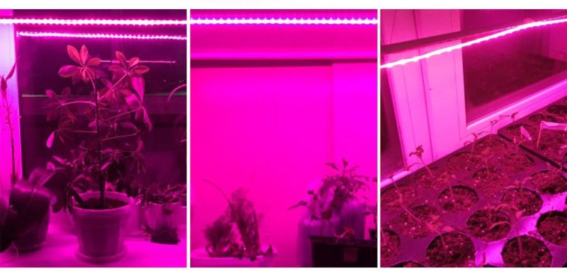 LED Grow Light Full Spectrum USB Grow Light Strip 0.5m 1m 2m 3m 2835 SMD DC5V LED Phyto Tape for Seed Plants Flowers Greenhouses