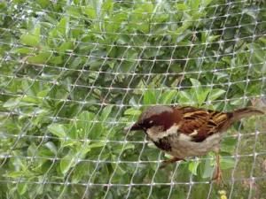 Plastic Bird Net Making Machine